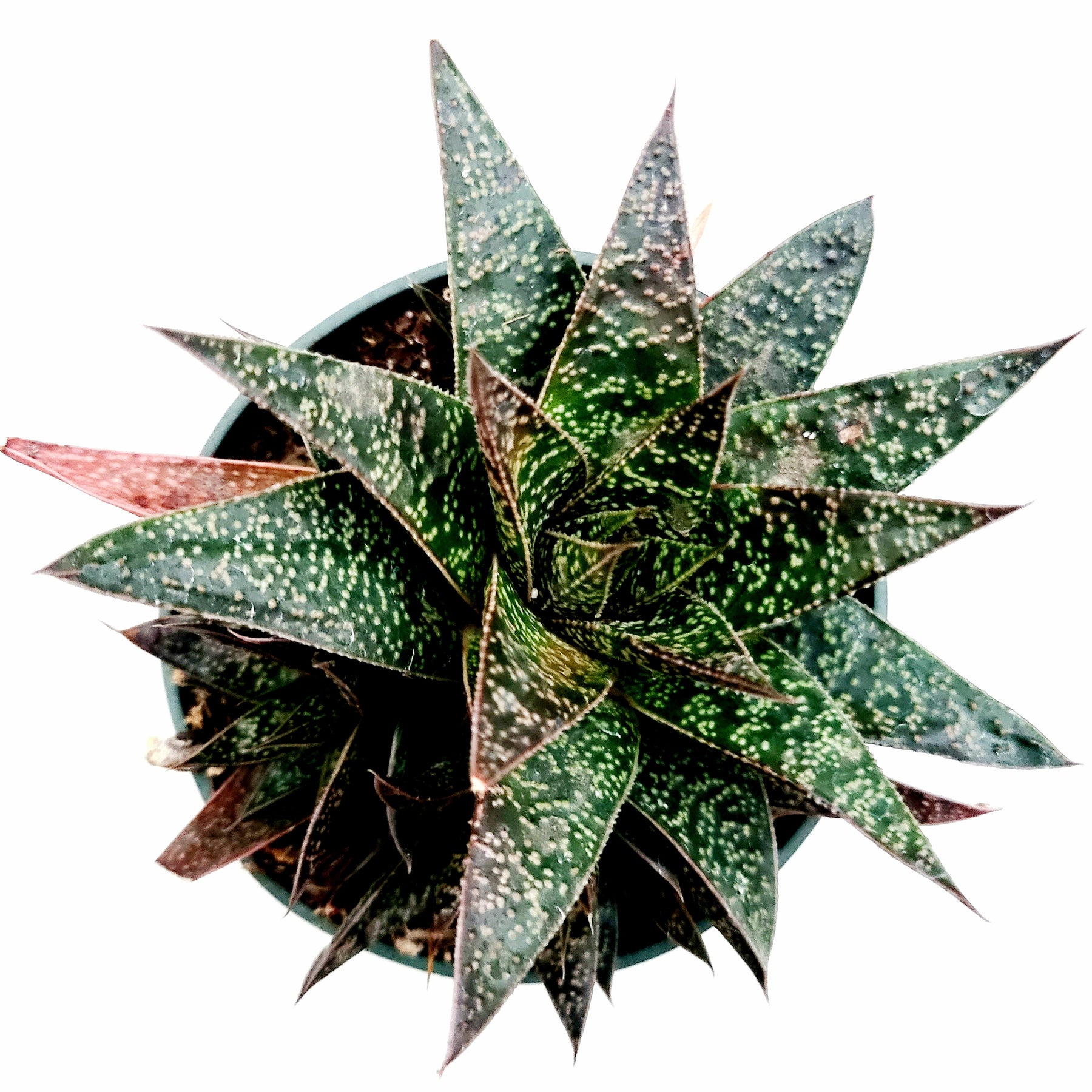 gasteria flow succulent Gasteria 'Flow' -