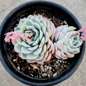 Echeveria 'Raspberry Ice' - Succulents Depot