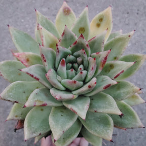 Echeveria agavoides 'Morgain'
