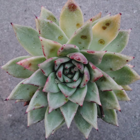 Echeveria agavoides 'Morgain'