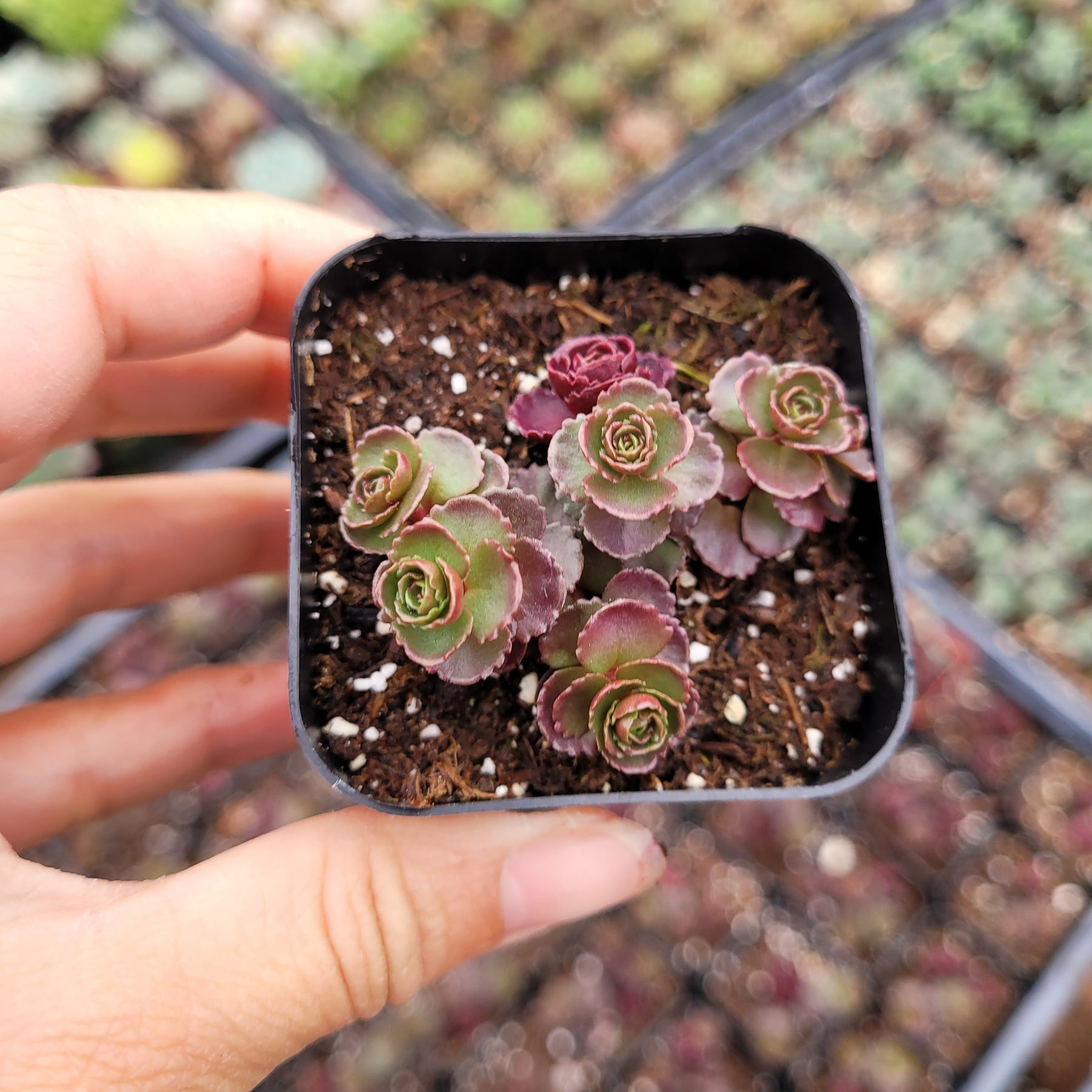 blood succulents Sedum spurium 'Dragon's Blood'
