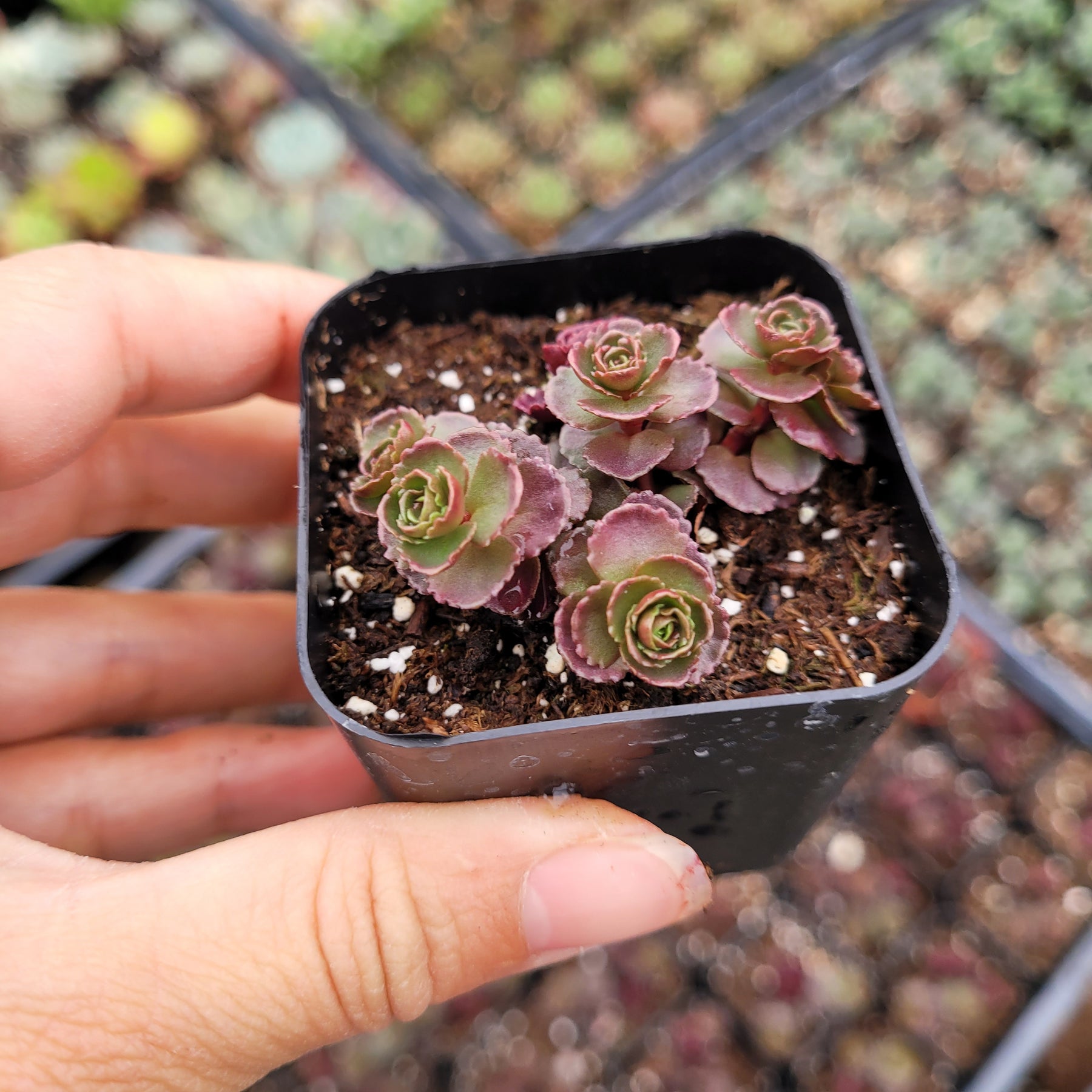 dragon's blood plant indoors Sedum spurium 'Dragon's Blood'