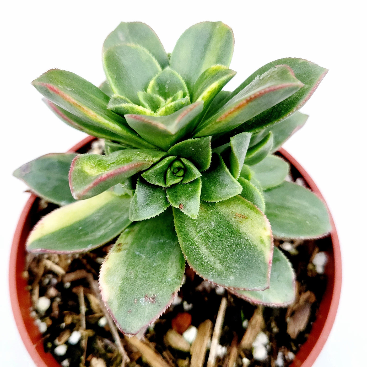 Aeonium 'Moonburst' succulent in a nursery pot.