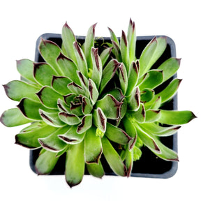 Sempervivum Chick Charms® Sugar Simmer™ - Succulents Depot