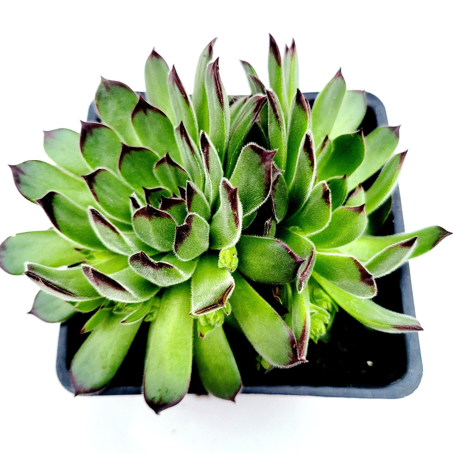 sugars succulents Sempervivum Chick Charms® Sugar Simmer™