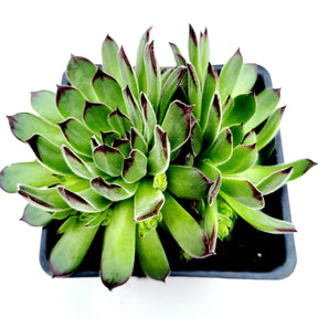 Sempervivum Chick Charms® Sugar Simmer™ - Succulents Depot
