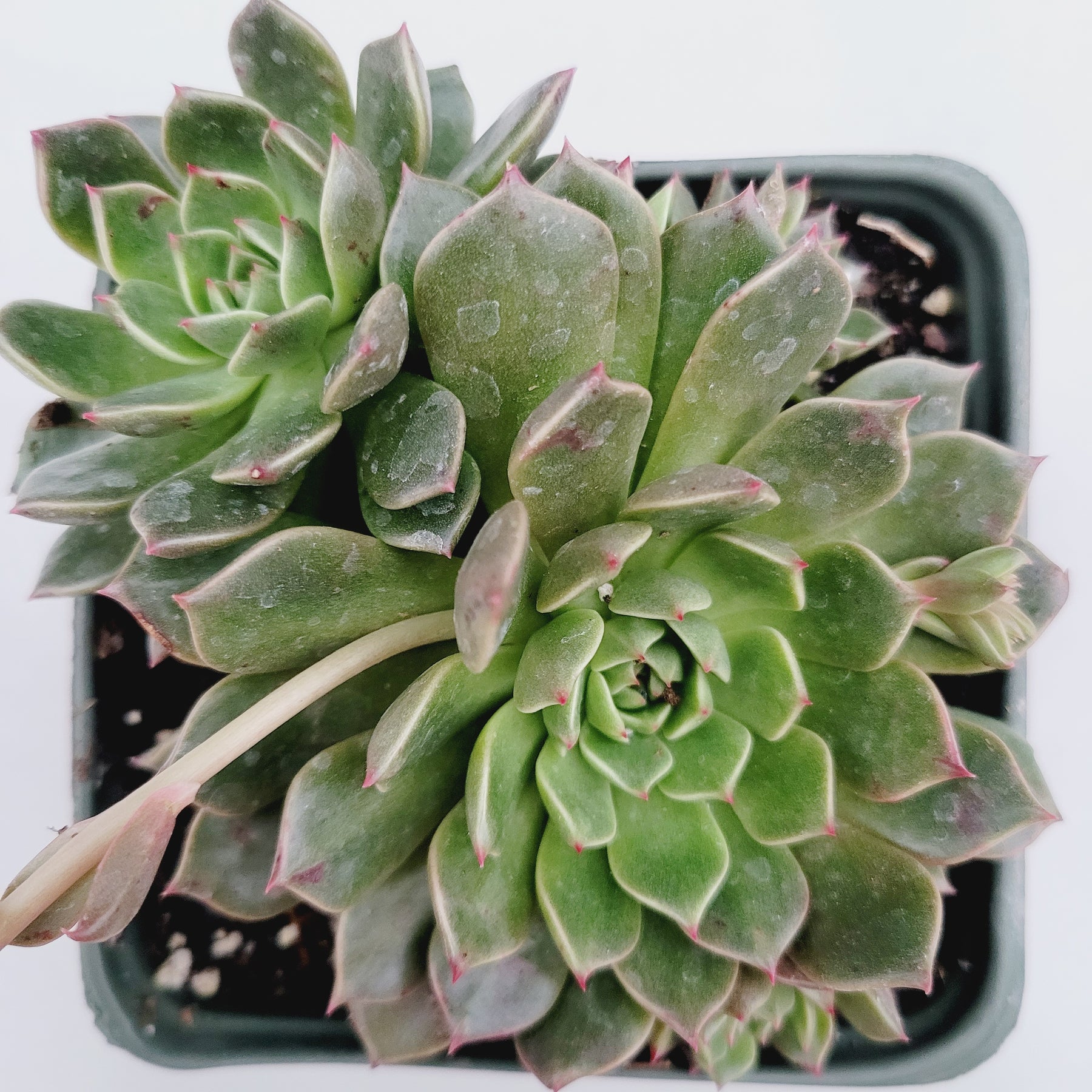 graptoveria olivia succulent Graptoveria Olivia -