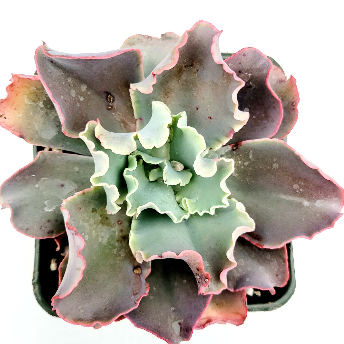 Echeveria 'Dick's Pink' - Succulents Depot