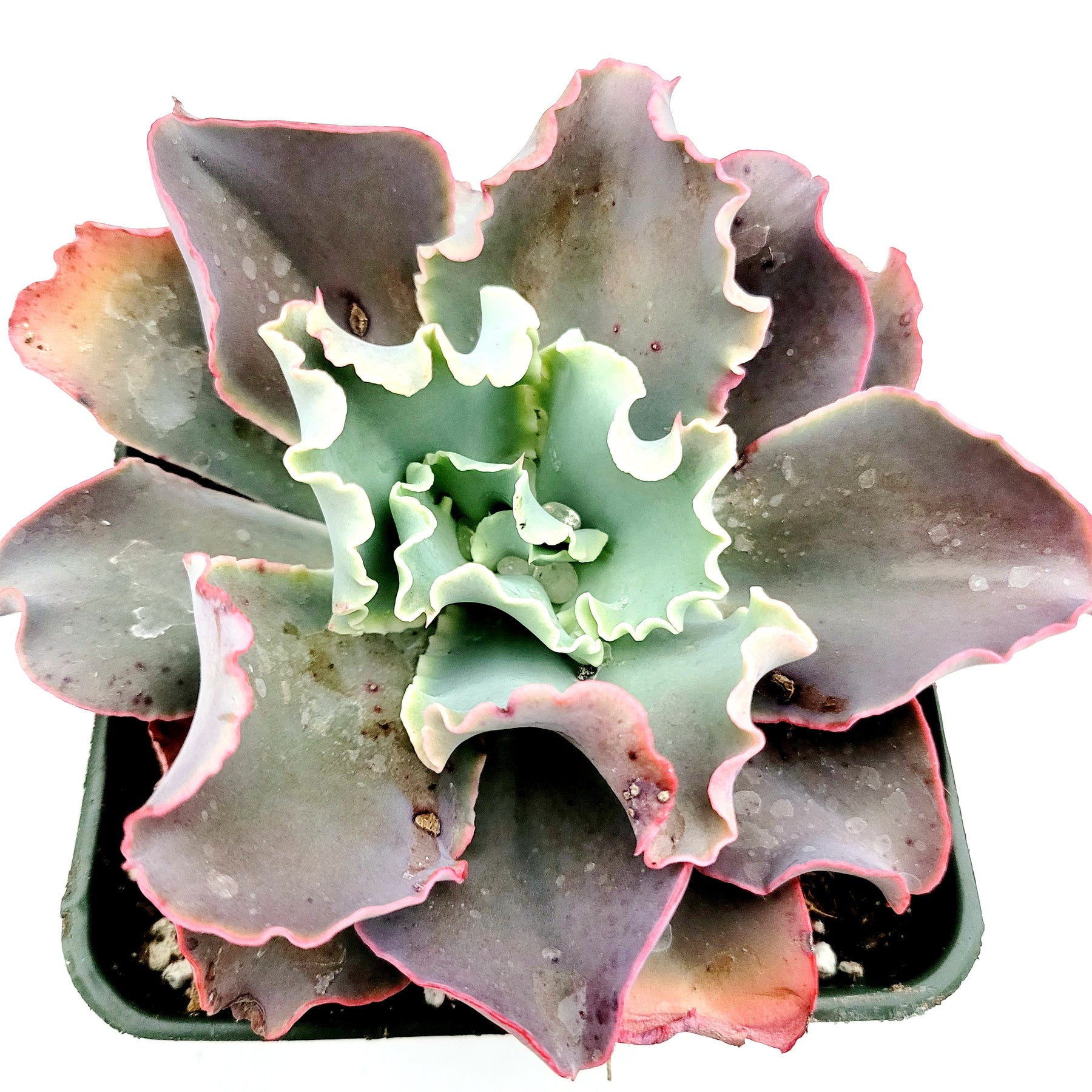 succulent with ruffled leaves Echeveria 'Dick's Pink'