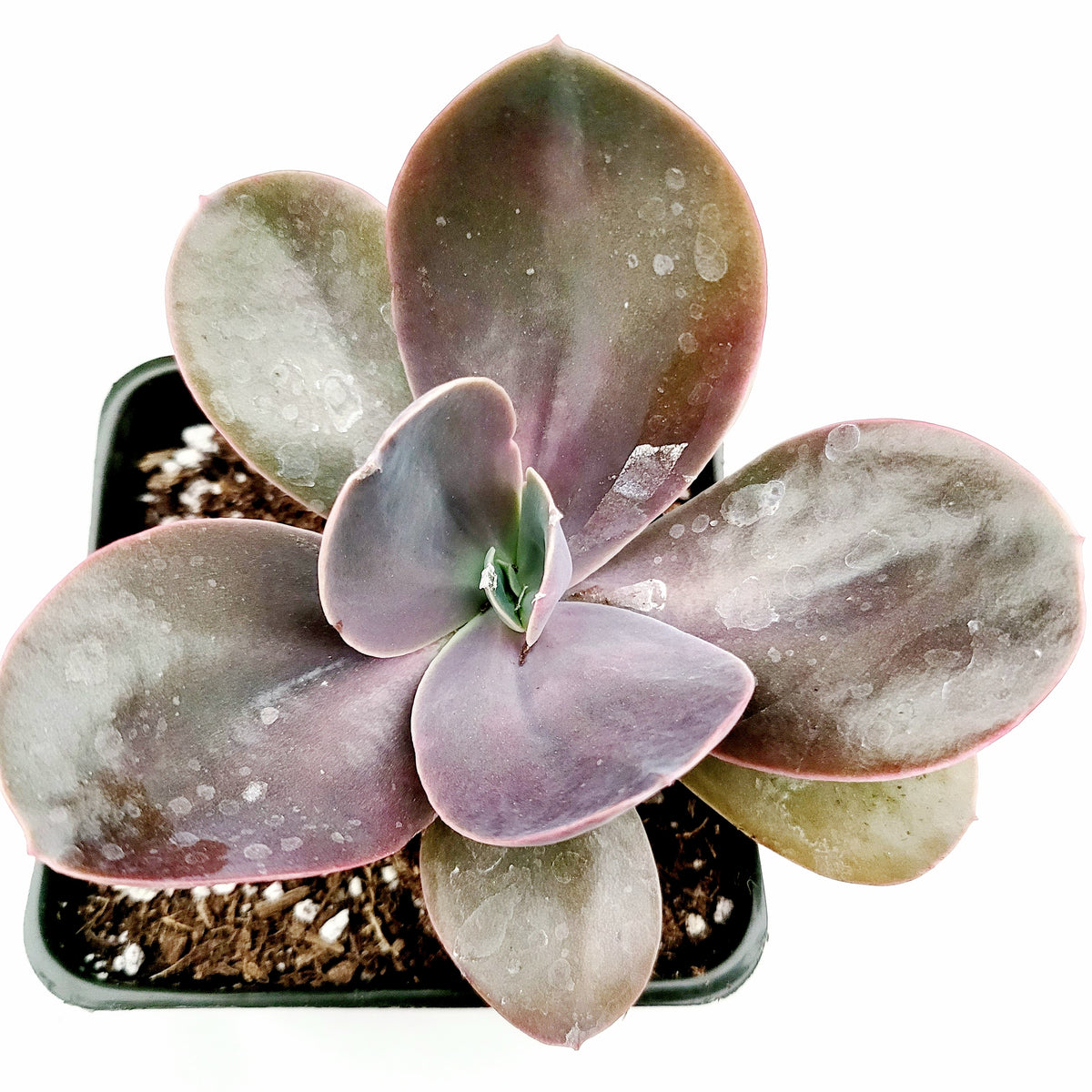 Echeveria gibbiflora ‘Metallica’