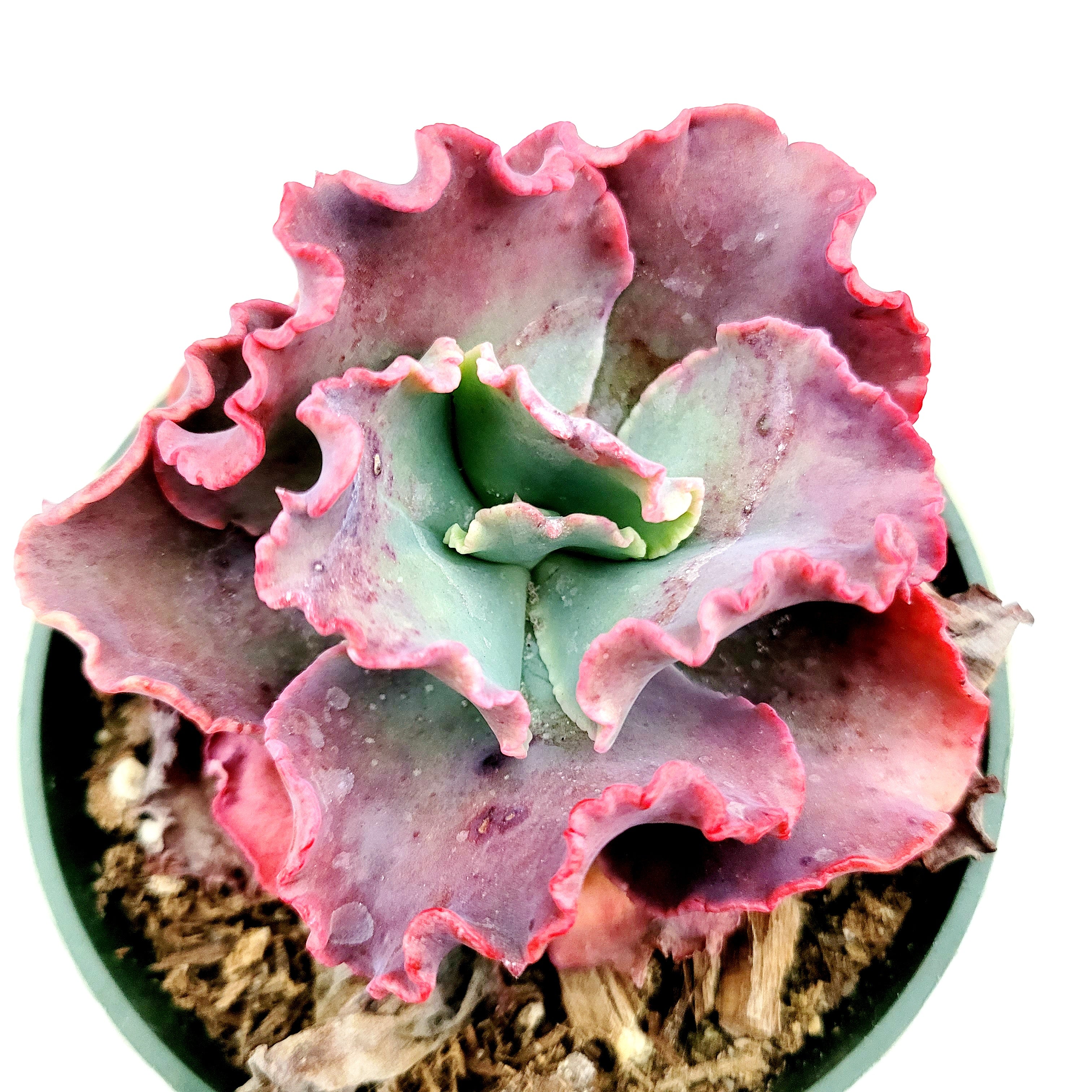 crimson tide succulent Echeveria 'Crimson Tide' -