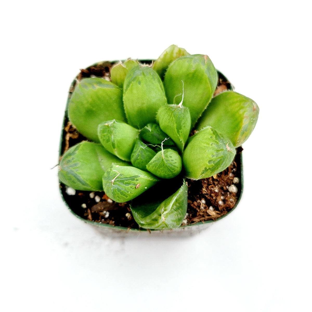 Haworthia cuspidata 'Star Window Plant'