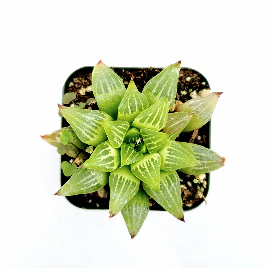 haworthia retusa succulent Haworthia retusa f. geraldii 'Star Cactus'