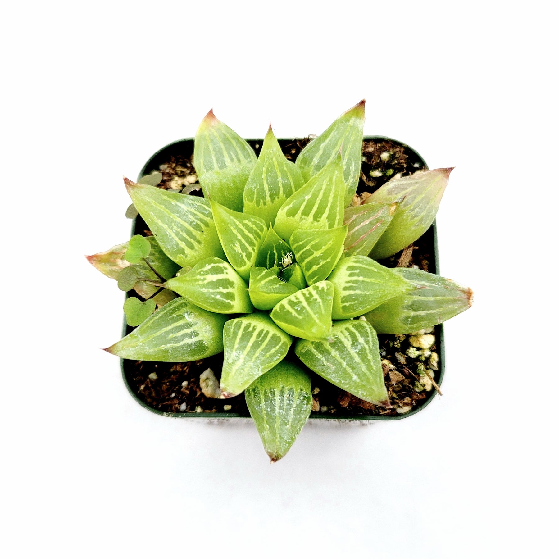 hiawatha succulent Haworthia retusa f. geraldii 'Star Cactus'