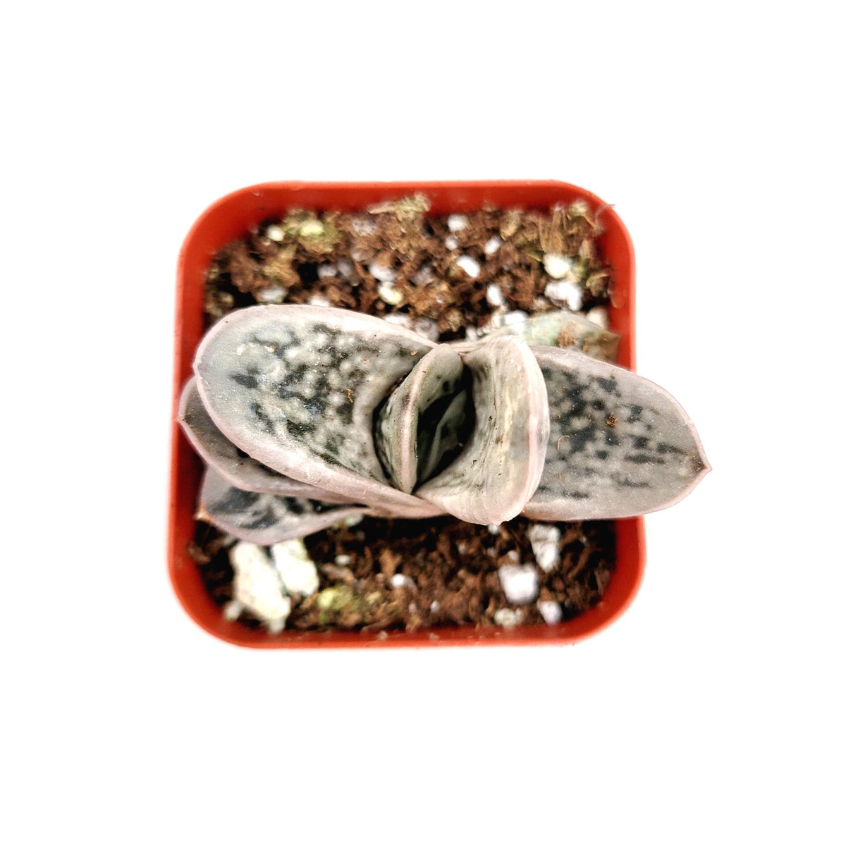 Gasteria frosty