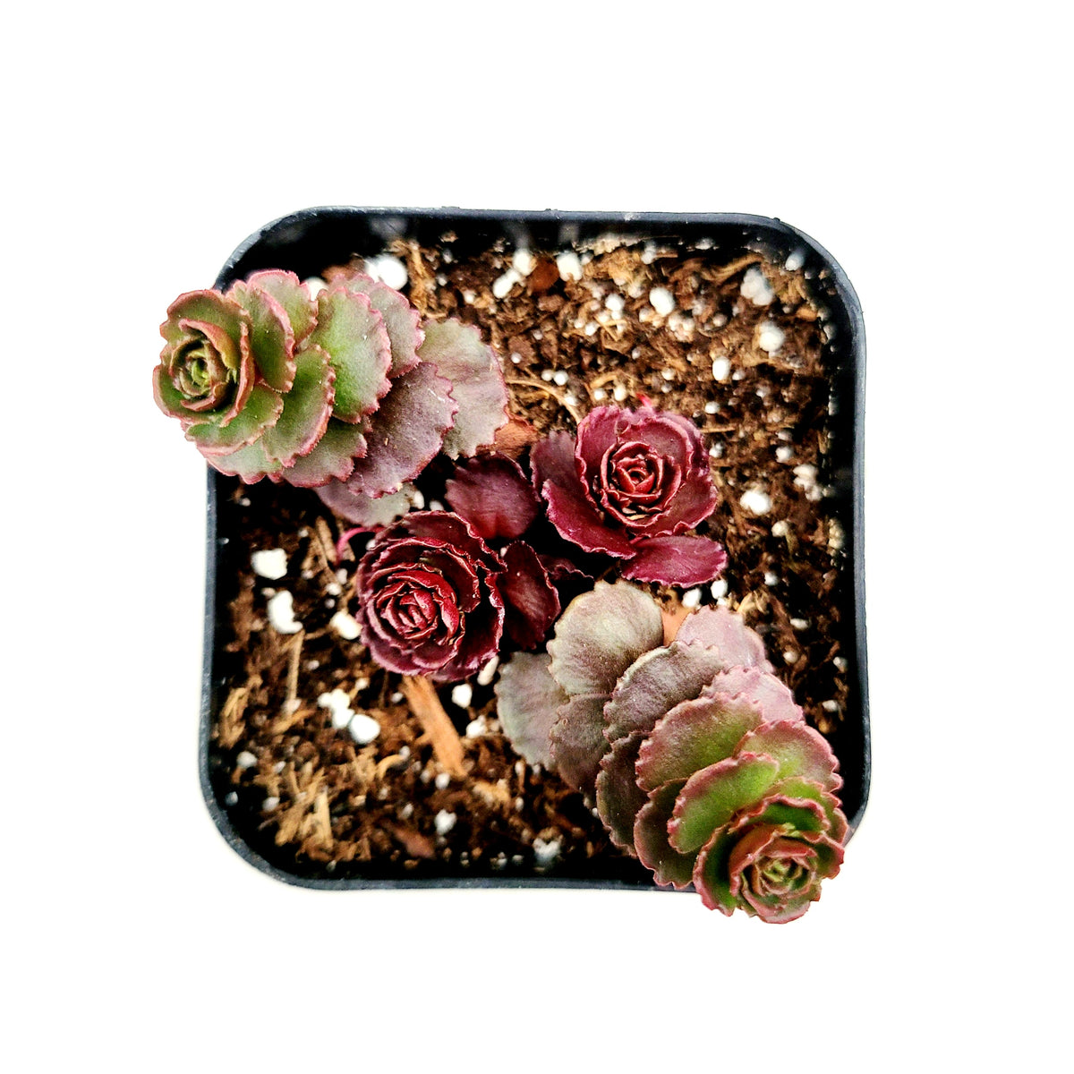 Sedum spurium 'Dragon's Blood' - Succulents Depot