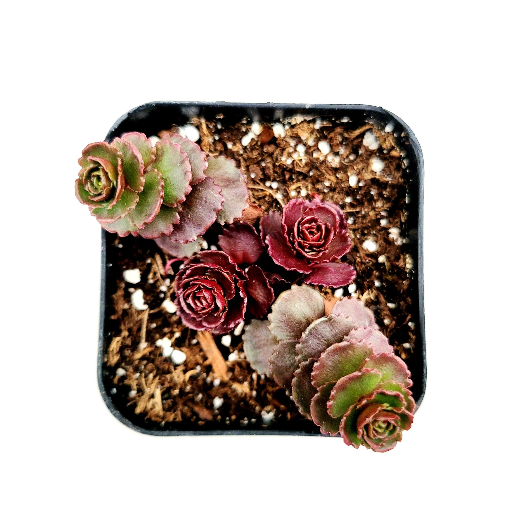 blood succulent Sedum spurium 'Dragon's Blood'