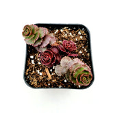 Sedum spurium 'Dragon's Blood' in a black nursery pot.
