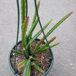Aporophyllum 'Edna Bellamy' Hybrid Cactus