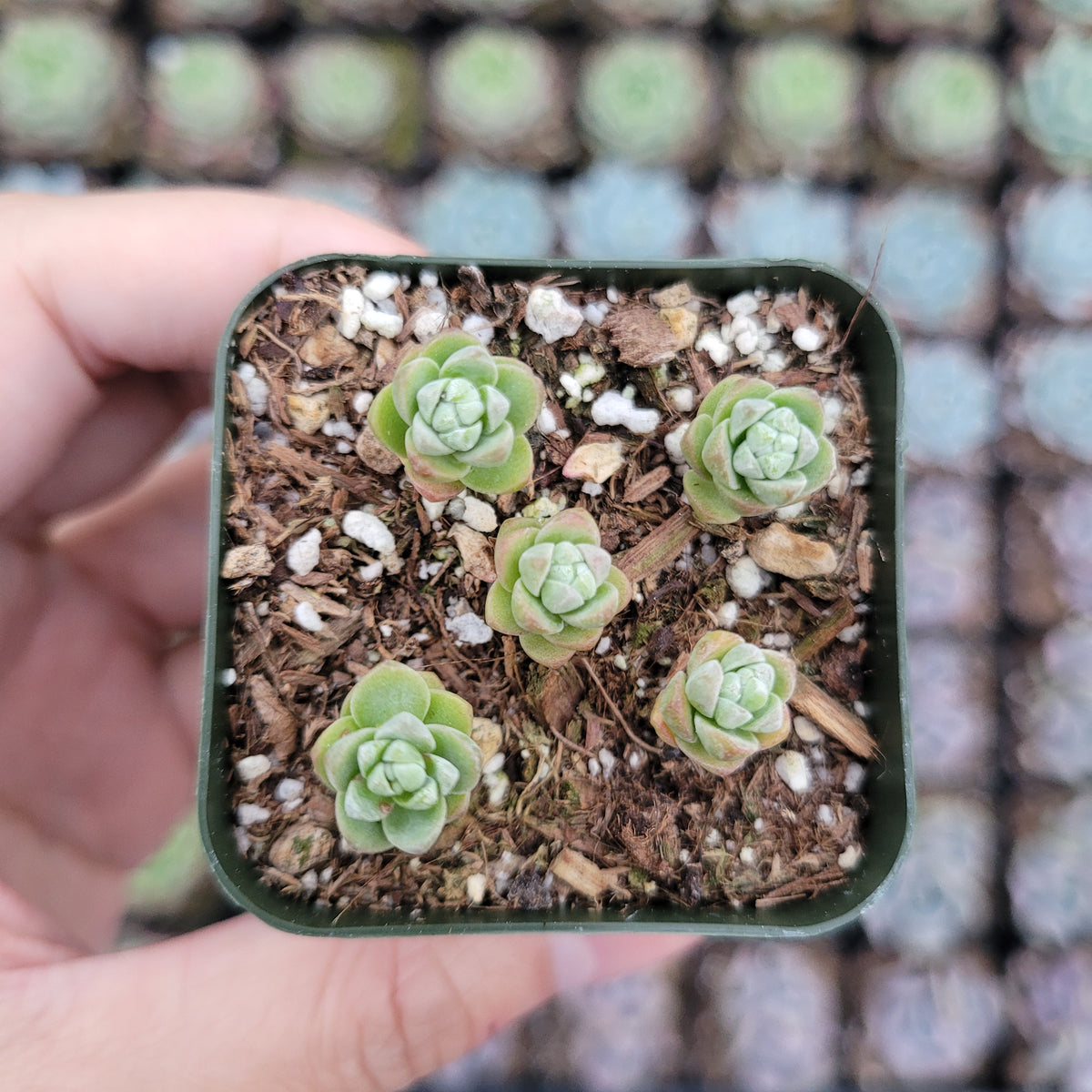 Sedum oaxacanum