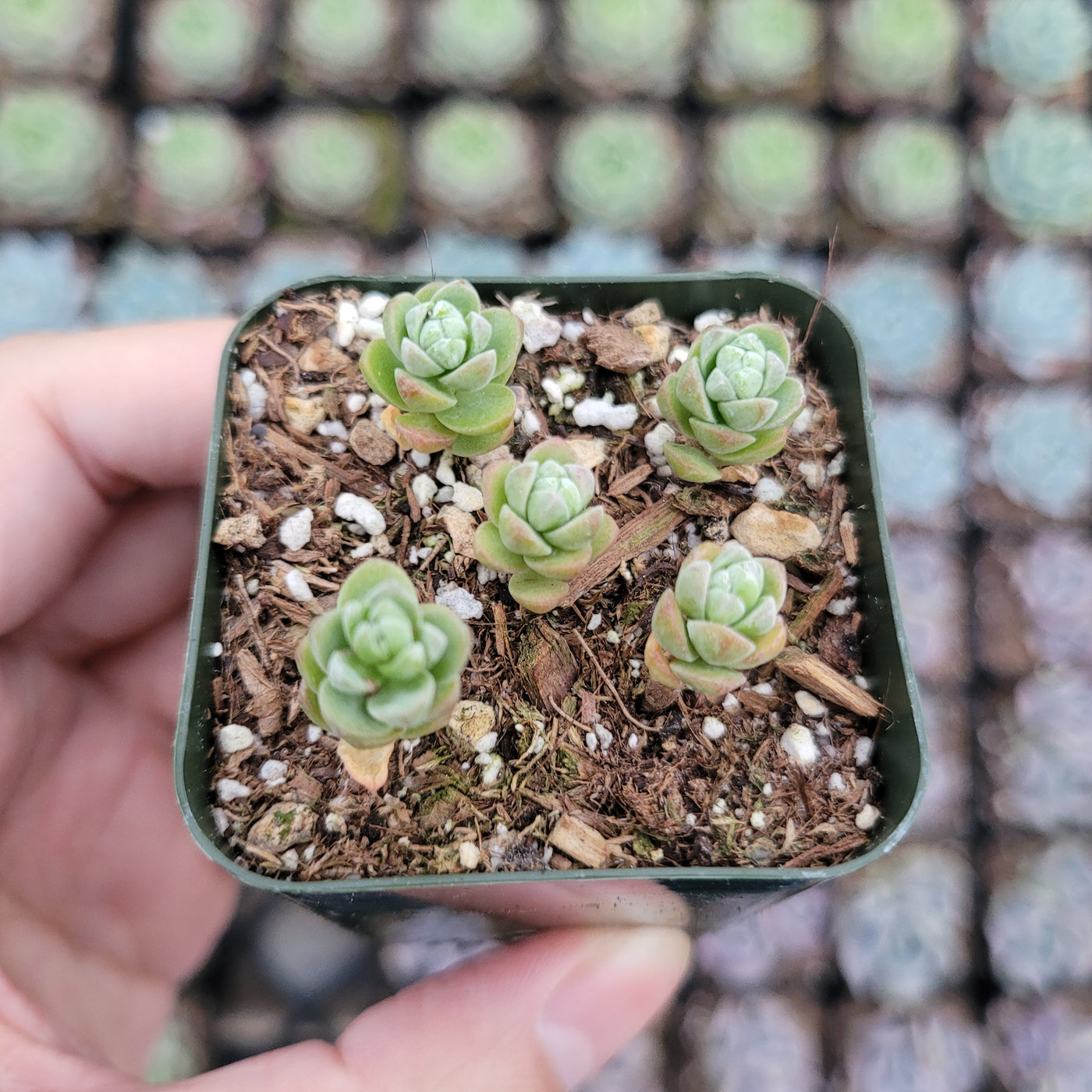 Sedum oaxacanum succulents in a small nursery pot.