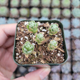 Sedum oaxacanum