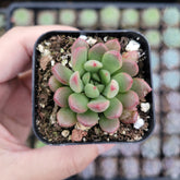 Sedeveria 'Pink Ruby'