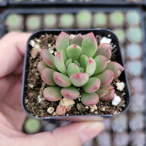 Sedeveria 'Pink Ruby'