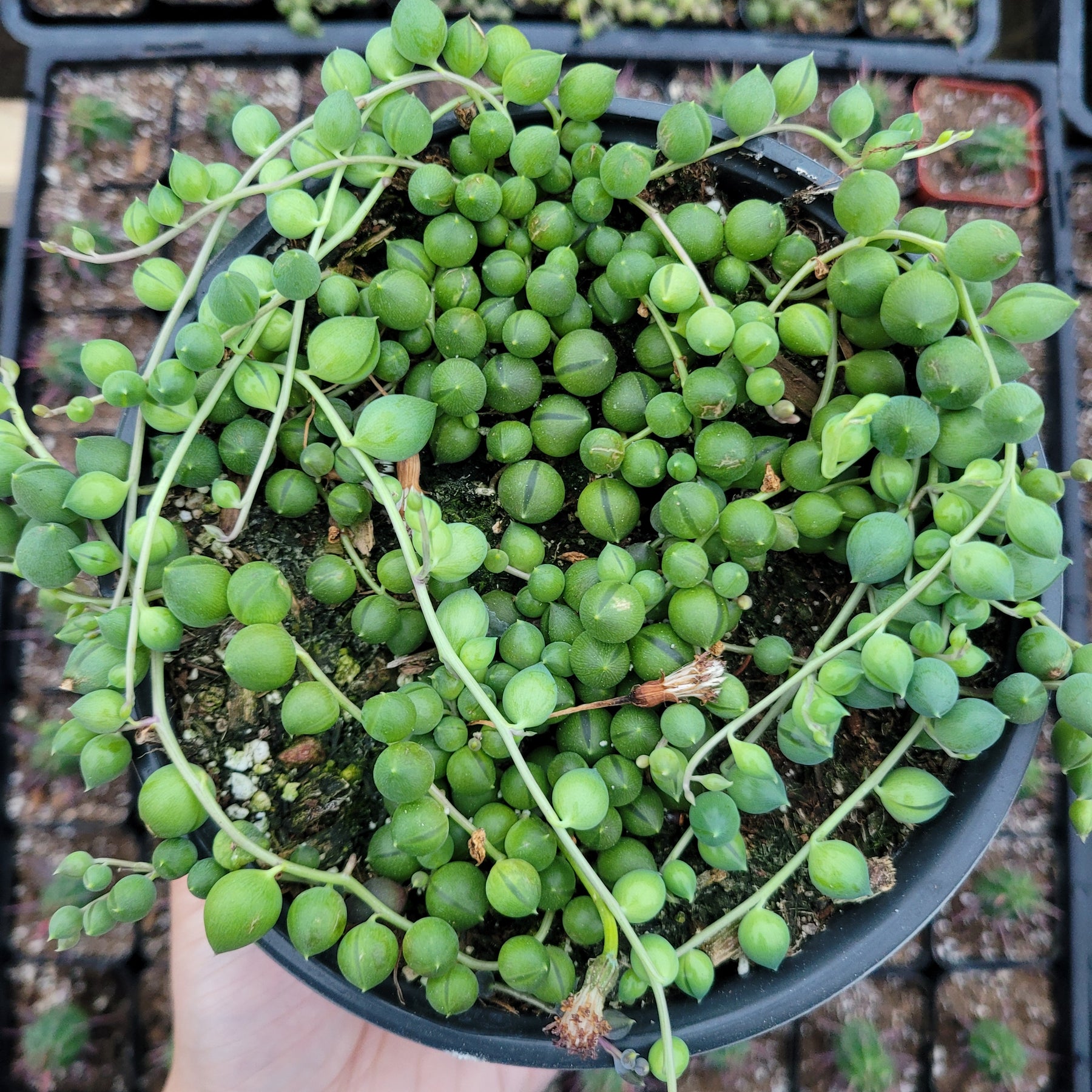 String of Pearls Senecio Rowleyanus, Size: 4