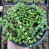 String of Pearls with trailing bead-like leaves in a pot.