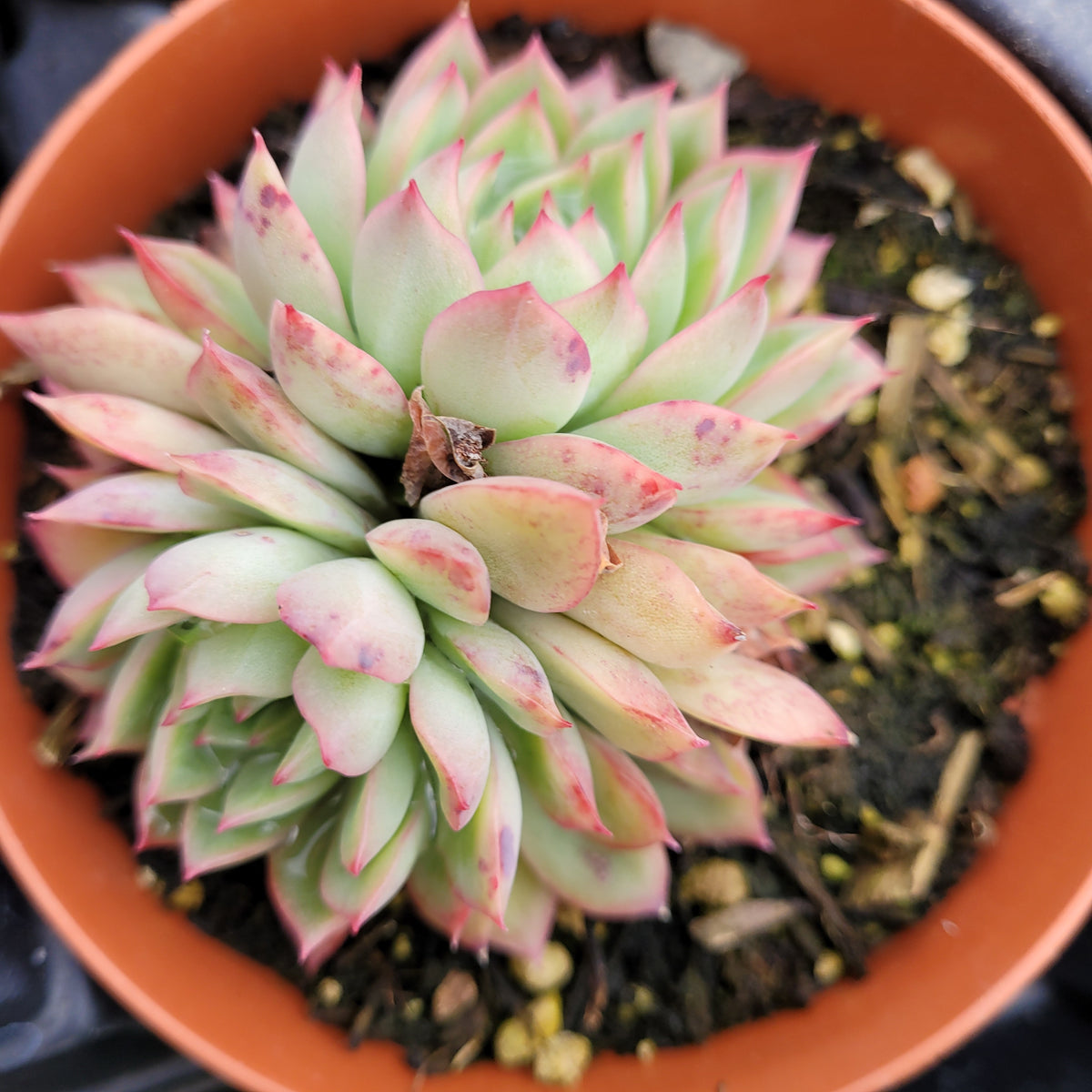 Echeveria mebina