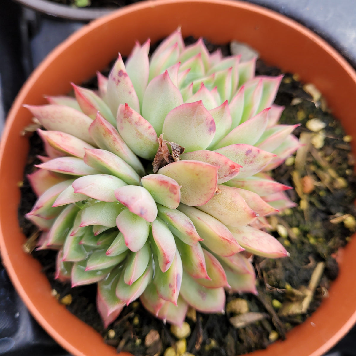 Echeveria mebina