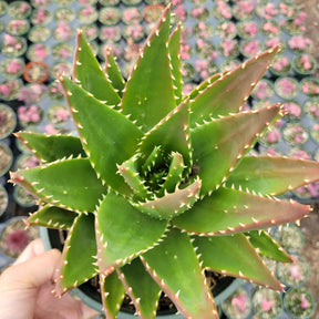 Aloe perfoliata - Mitre Aloe, Rubble Aloe