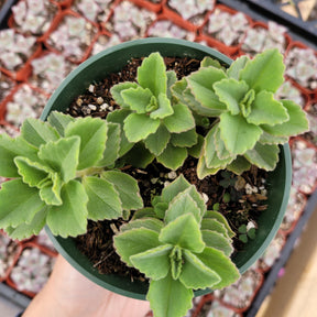 Plectranthus neochilus Mike's Fuzzy Wuzzy