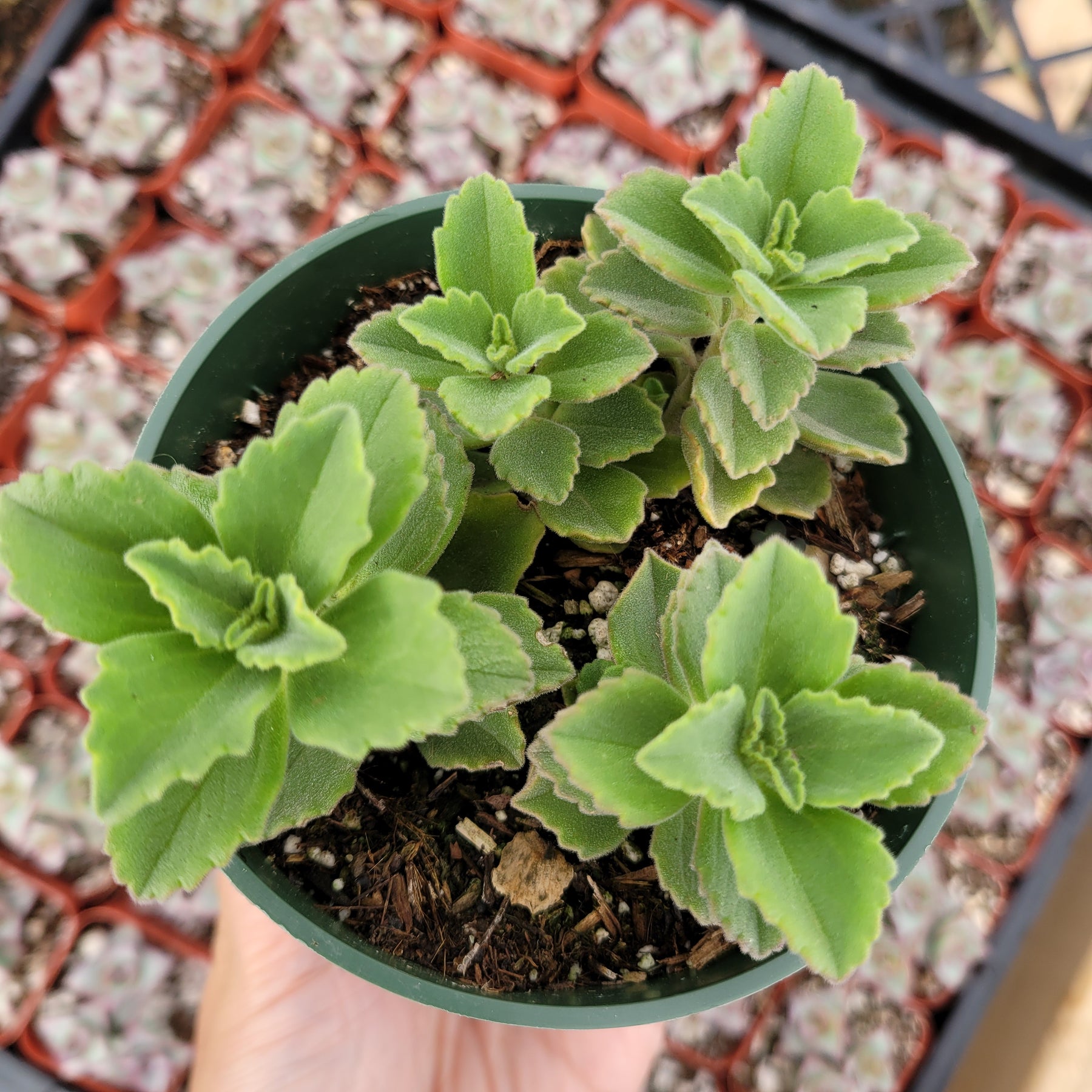 fuzzy wuzzy succulent Plectranthus neochilus
