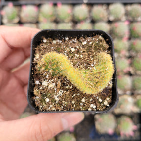Optunia Microdasys Golden Swirl Cactus - Succulents Depot