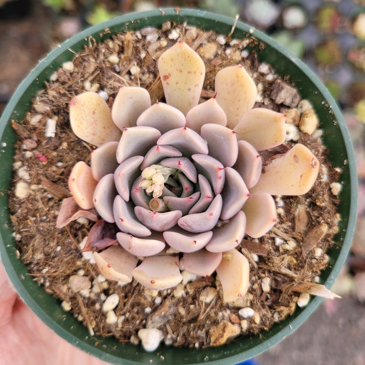 Echeveria Pink Zaragosa