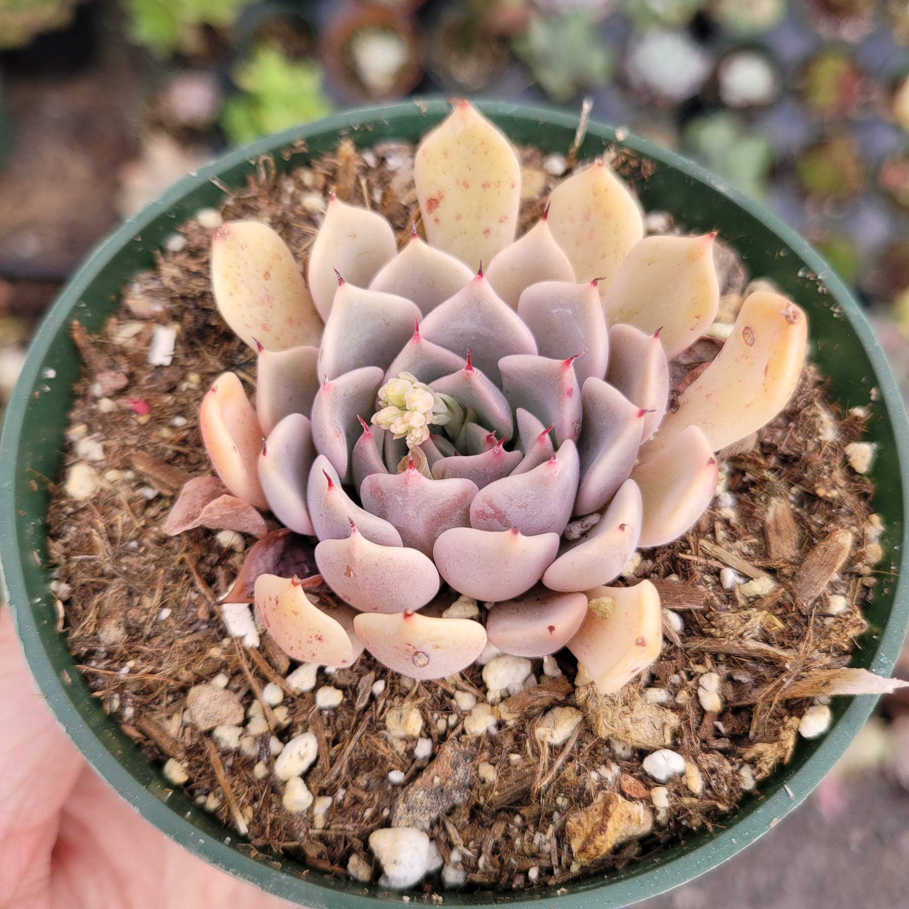 pink leaves succulent Echeveria Pink Zaragosa