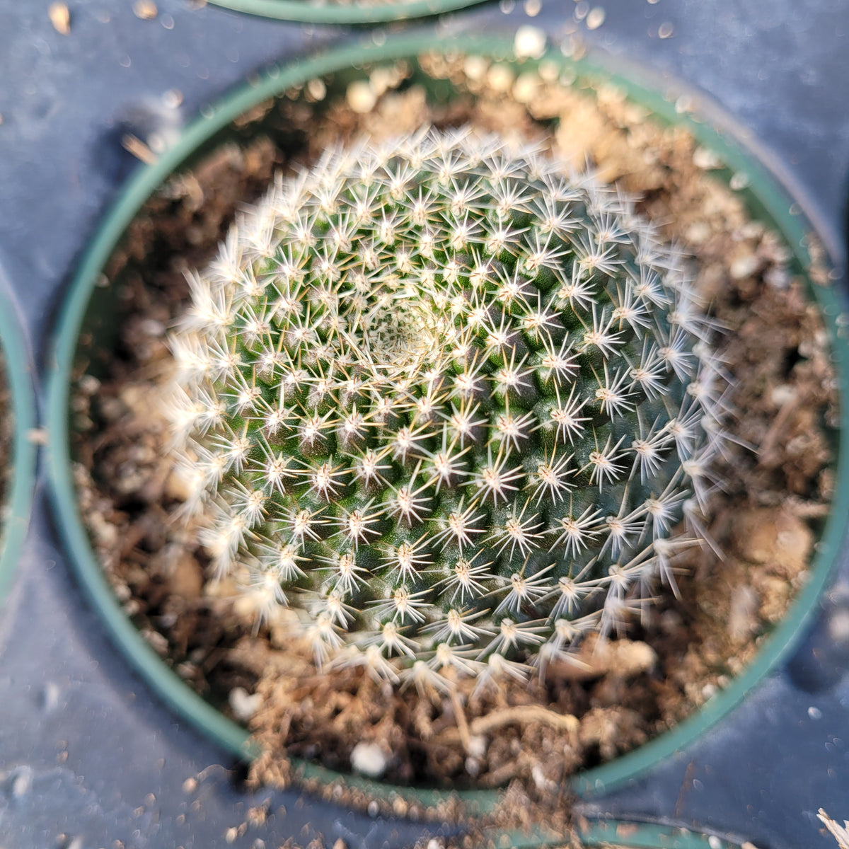 Rebutia krainziana