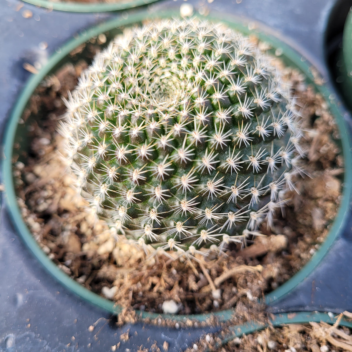 Rebutia krainziana