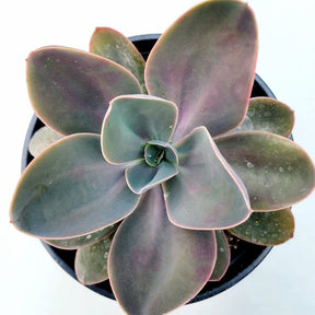 Echeveria gibbiflora ‘Metallica’
