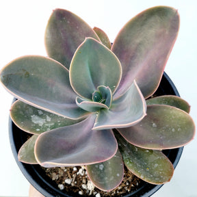 Echeveria gibbiflora ‘Metallica’