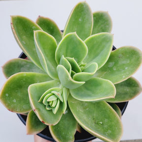 Echeveria 'Tulip'
