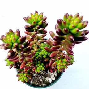 Sedum rubrotinctum Jelly Bean