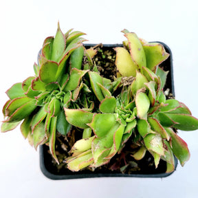Aeonium haworthii 'Pinwheel Aeonium' - Succulents Depot