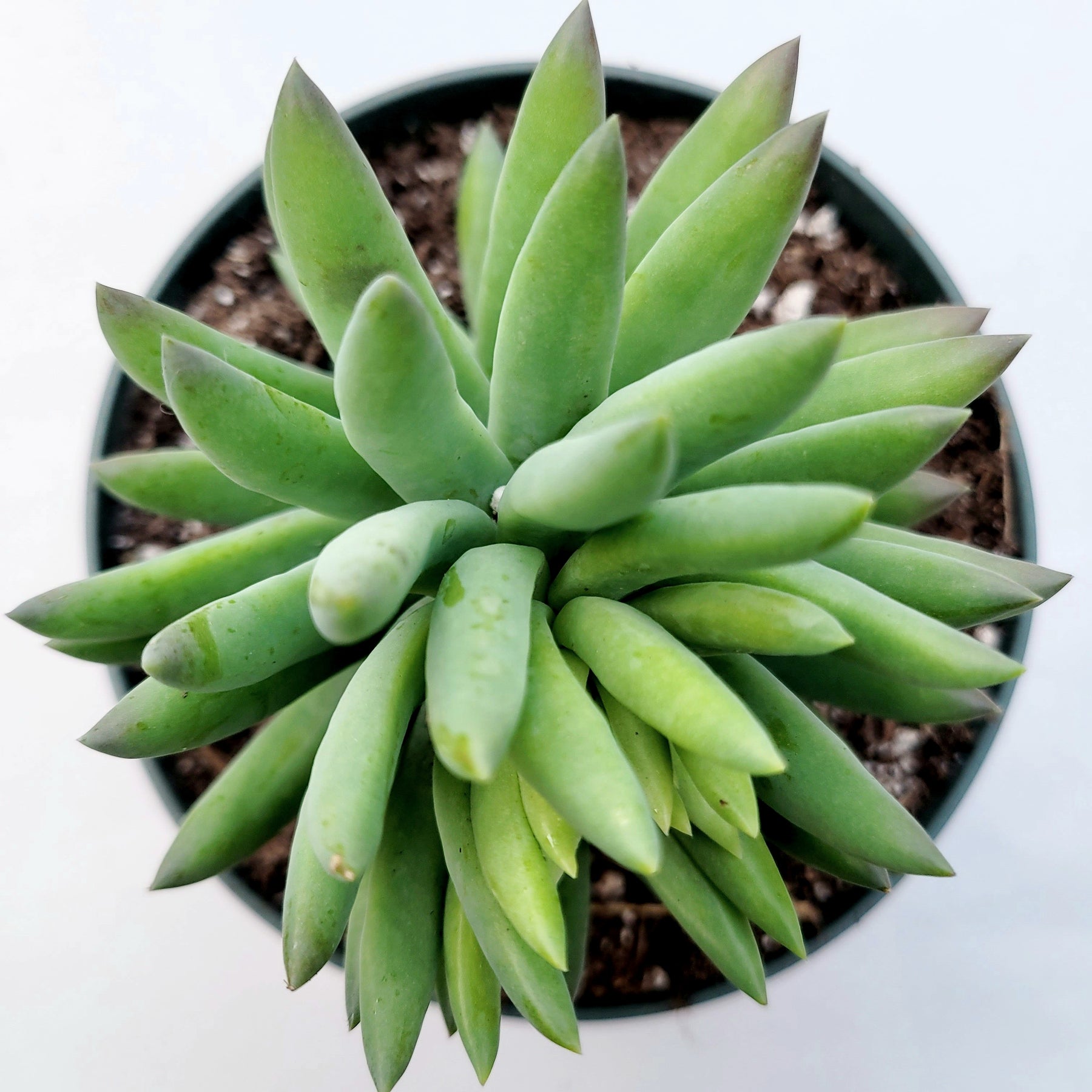 super donkey tail succulent Sedeveria 'Harry Butterfield'