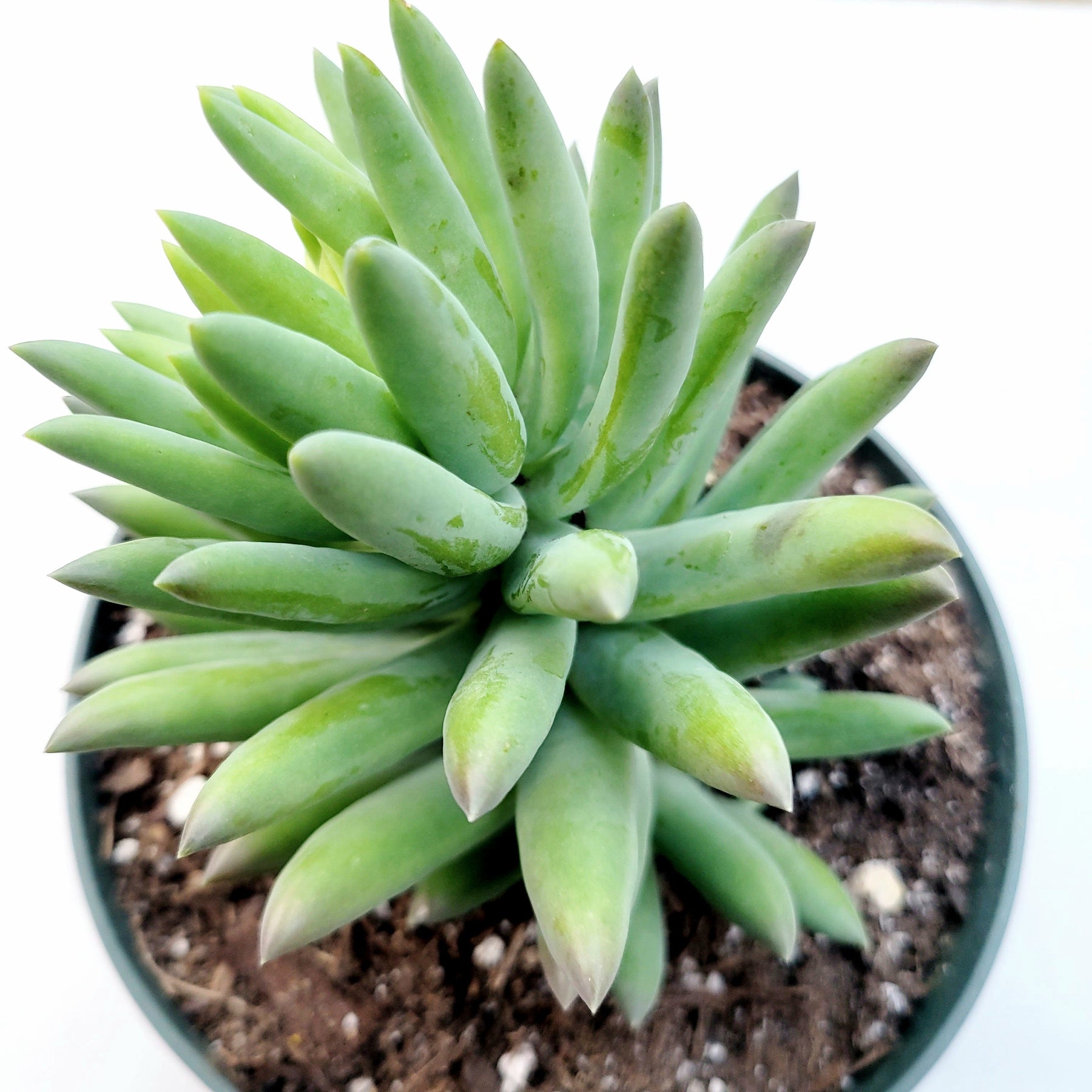 harry & david succulents Sedeveria 'Harry Butterfield'