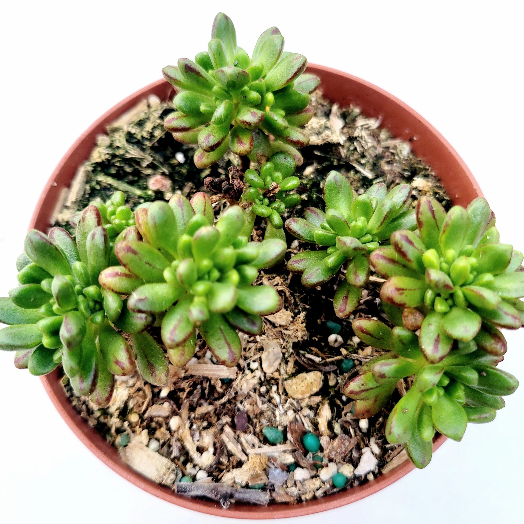 dwarf succulents Aeonium sedifolium