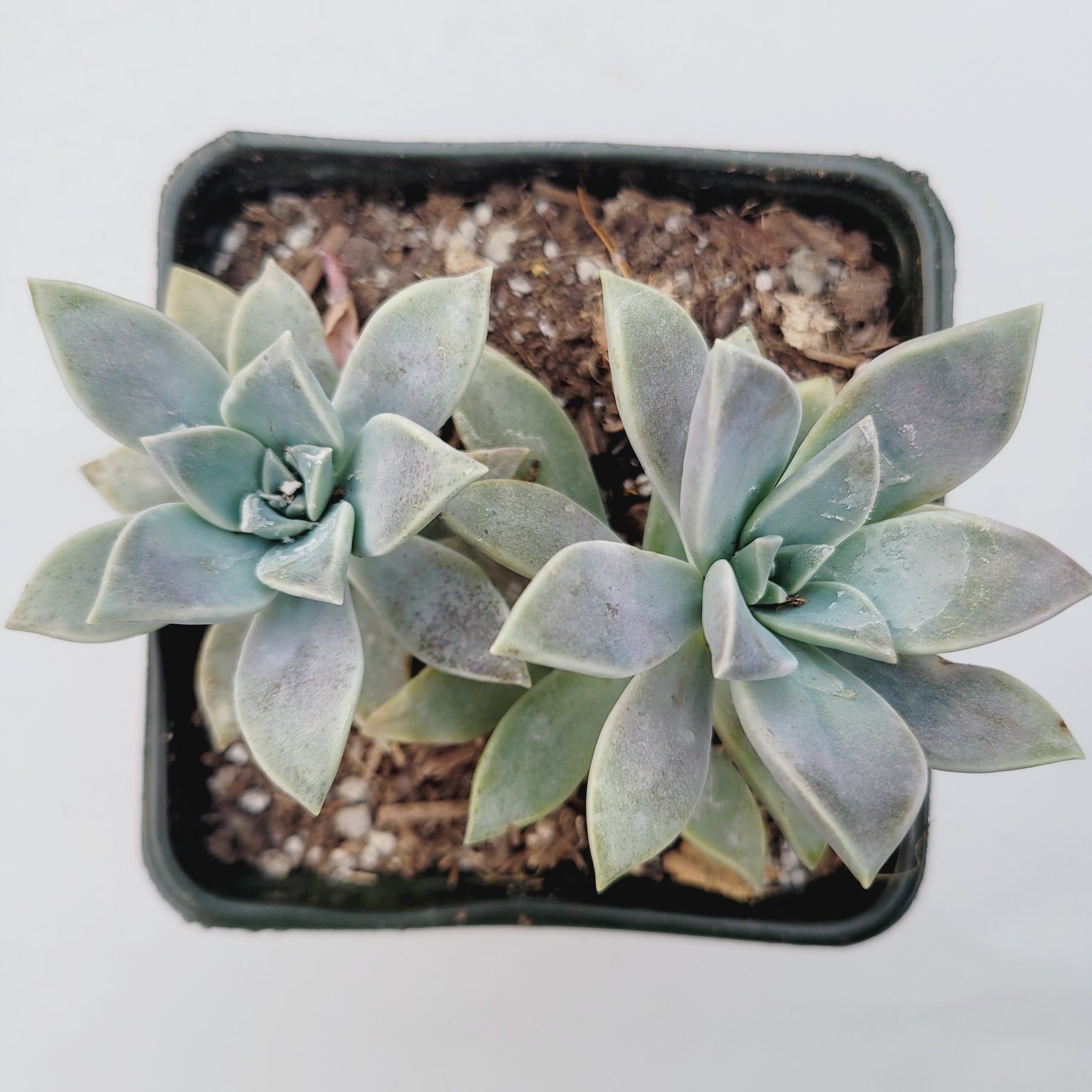 blue haze succulent care Graptopetalum paraguayense