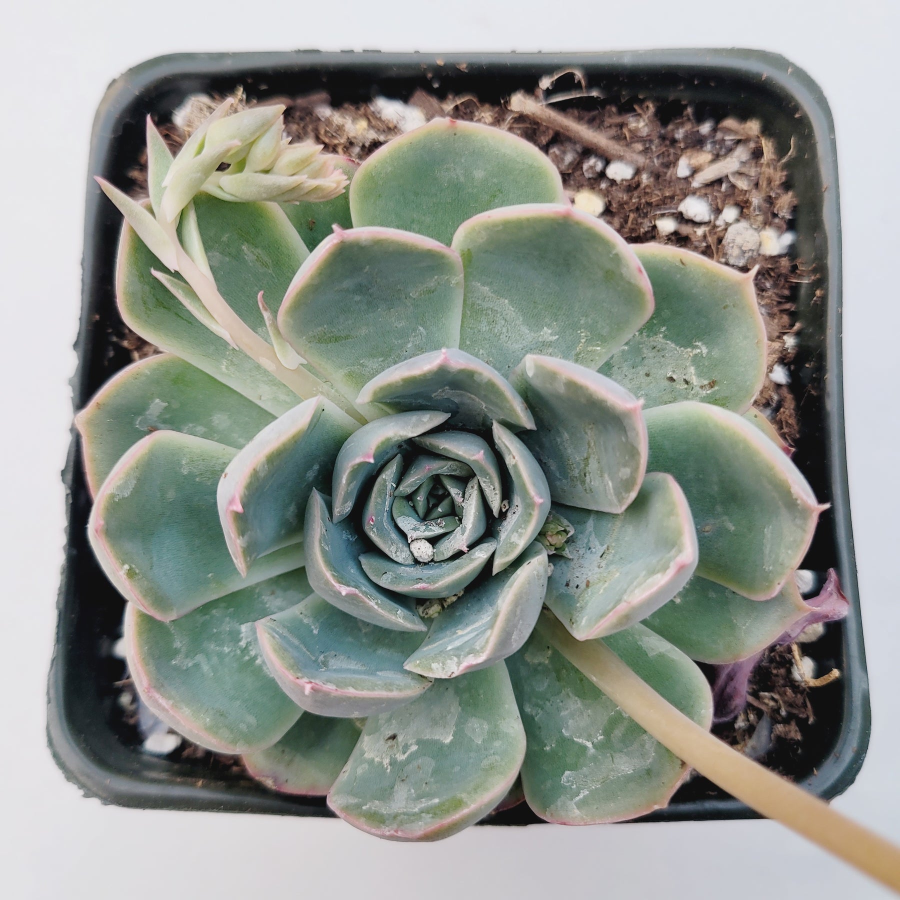 hercules succulent Echeveria 'Hercules' -
